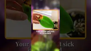 Orchid leaf scorch prevention