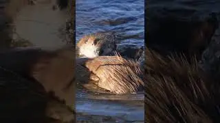 This Beaver Dam Is Larger Than the Empire State Building
