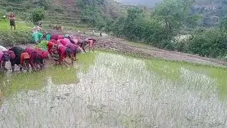 rupaayi😍 #gaaon #naturebeauty