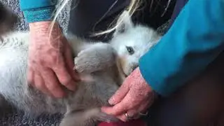Sled Dog Pups