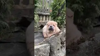 28 Days One Year Chow chow transformation#feed #doglover #transformation #Chow chow #Cute #puppy
