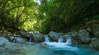 River Sound ASMR & Forest Birds Chirping | Morning forest Ambience for Sleep and Gentle Meditation