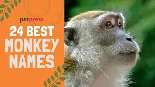 24 Best Monkey Names that are Cute for Boy & Girl Monkeys 🐒