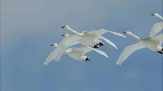 Анлатып бир.Фирзар Муртазин жырлый.