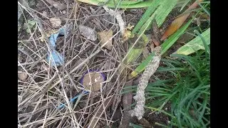 Bowerbird's bower part 1:   This is Blue Bowie's bower