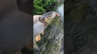 Caught a Big Chub!