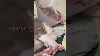 Princes&rsquo; ear crop healing journey! #americanbully#earcrop#puppylove#maledogs#puppylife