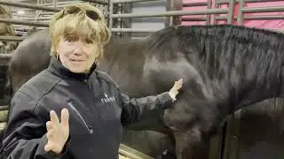 Exploring Horse Breeds