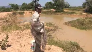 Amazing Fishing at kampot Province - Cambodia Traditional Fishing - Khmer Net Fishing (Part 113)