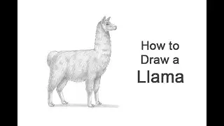 How to Draw a Llama