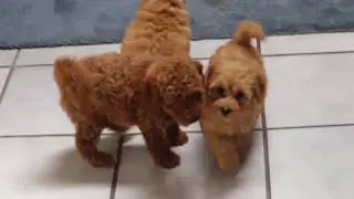 Toy Goldendoodle Puppies For Sale
