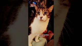 Cats get more attached to you than dogs. |WujiKitty #rescuecatfamily #cats #catshorts