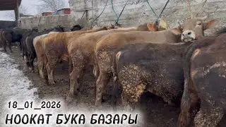 ЧОҢ БУКА МАЙДА ЭРКЕК ТОРПОКТОРДУН БААСЫ / НООКАТ БУКА БАЗАРЫ / 18 январь  2026  Жыл