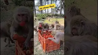 Aha tamatar Bade mazedaar 🍅🐒 trending song #bandar #monkey #monkeyvideo 0986