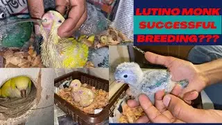 Monk parakeet breeding progress || Monk parrot  সফল প্রজনন #joelaviary