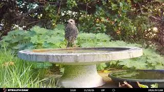My Garden Wildlife November 2025