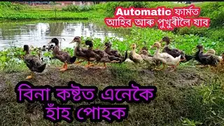 বিনা কষ্টত হাঁহৰ ফাৰ্ম কৰক। local Pati hahor farm Nagaon। Assam pati hahor farm। Local duck farm