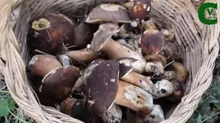 Porcini 2021 (Boletus aereus) - Vivere in campagna con Carmine Salituro