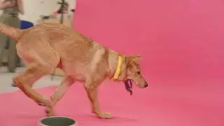 Introducing the Cat-alogue and Dog-alogue | IKEA in collaboration with Woodgreen Pets Charity