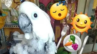 My Cockatoo's Daily Routine