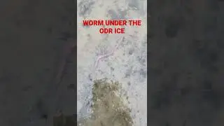 Worm moving around under the thin layer of ice #Rink #odr #outdoorrink #wormszone #ice #icerink