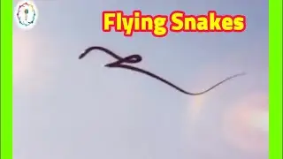 Flying Snakes