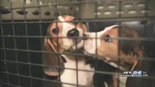 ANNA Shelter celebrates adoption of all 50 beagles rescued from Virginia breeding facility