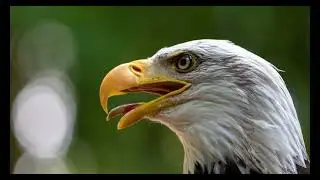 Perth Mint Silver Coins Images of Wedgetail Eagles. By aussiebede