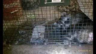 raccoon trapping - NWCO job - attic raccoons