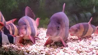 Big Old Clown Loaches UK 22nd Jan 2021