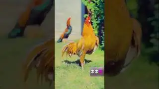 Mashallah golden aseel murga💀💀😈😈🫥🫥