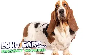 Why Do Basset Hounds Have Long Ears? 🐶