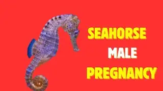 Seahorses – Nature’s Most Unlikely Survivors  #seahorsechess #seahorse #seahorsefacts #seahorses