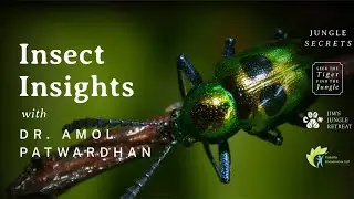 Insect Insights | Part 1: Anatomy, Evolution & Diversity of Insects with Dr. Amol Patwardhan