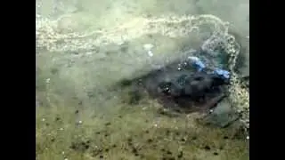 Round Ray at the Lagoon