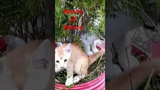 Cats #shorts #cat #cats #catlover #catvideos #highlights #animals #pets #beautyofnature #nature #vs