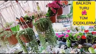 BALKON TURU - YÜZLERCE ÇİÇEK #bahar #çiçek