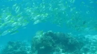 潛入黃魚群中