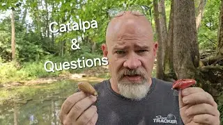 Catalpa lure build, some questions, and possibly some senseless rambling.