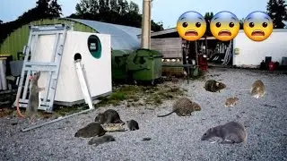 UN SPOT INFESTÉ DE RATS 🐀😱