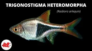 Rasbora arlequin - Trigonostigma heteromorpha ✔