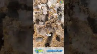 Dirty Air Ducts Are Dangerous&mdash;Here&rsquo;s the Fix! ⚠️🌬️ #shortsfeed #shorts