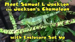 Meet Samuel L Jackson, the Jackson's Chameleon with Enclosure Set Up