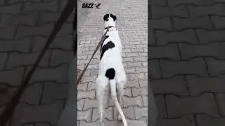 Bazz 🦅#greyhound #trendingshorts #dogshorts #viralvideo #cutedog #petlovers #love #