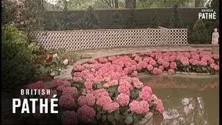 Chelsea Flower Show (1964)