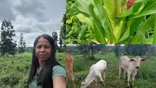 A chuva chegou com bençãos! 🌧️🙏tudo verde.
