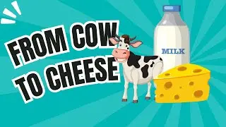 From Cow to Cheese: The Art of Cheese Making #video