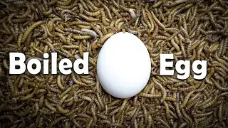 1000 Mealworms vs Boiled egg!!