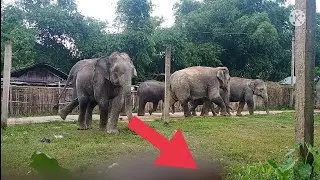 Wild elephants in No 2. Doigrung Sumoni Gaon 🐘🐘🐘🐘🐘Assam Animals