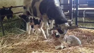 Loretta Lambs & Adopts an Orphan Lamb